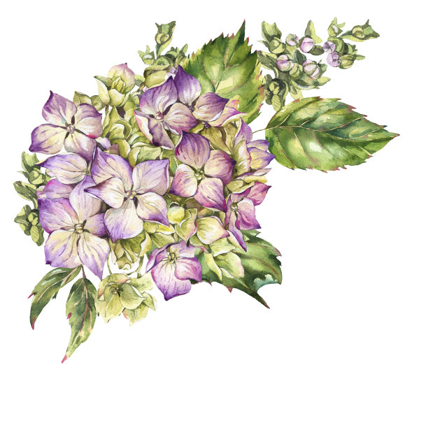 八仙花属,花蕾,花簇