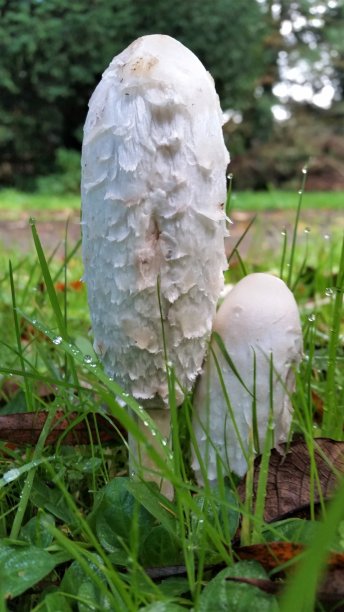 coprinus