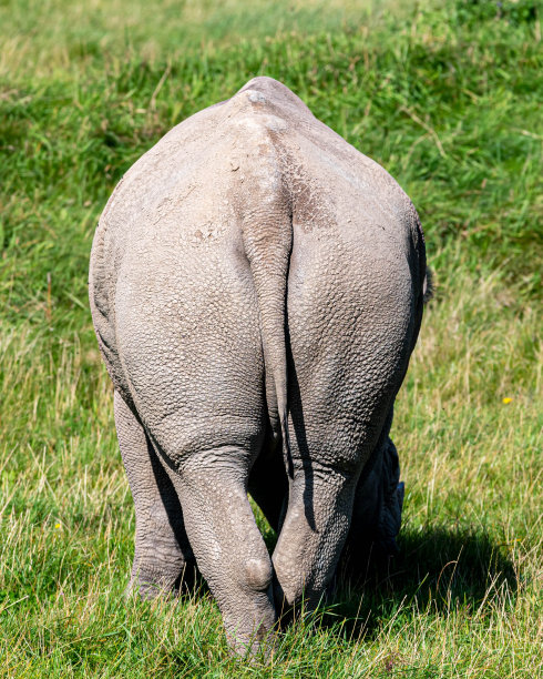rear