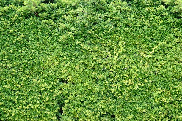 overgrown