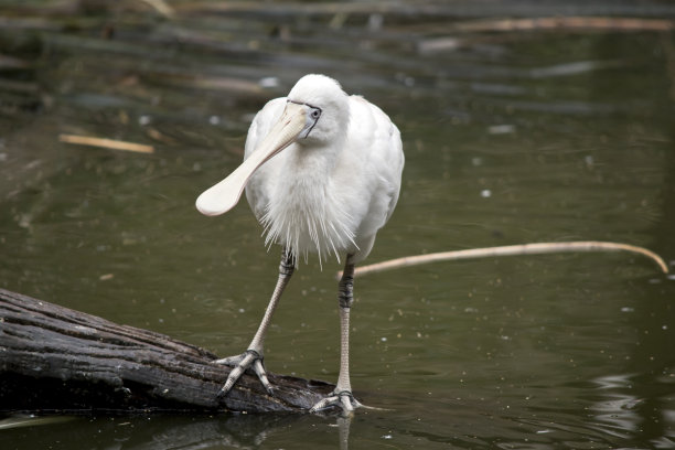 spoonbill