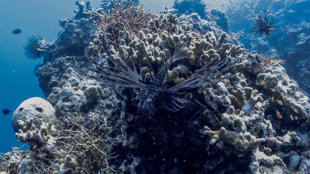 lionfish