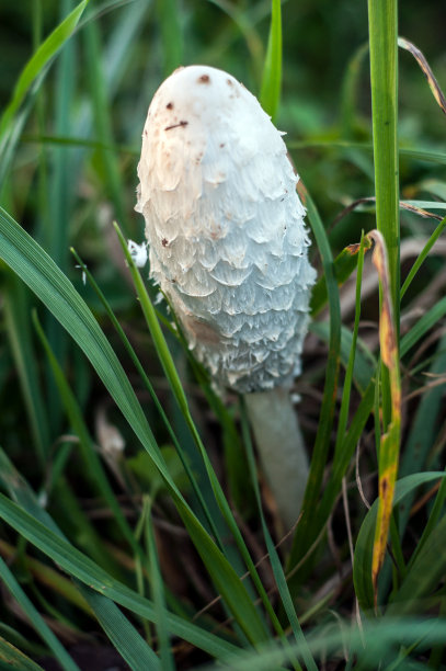 coprinus