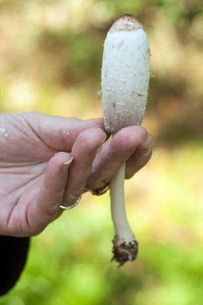 coprinus