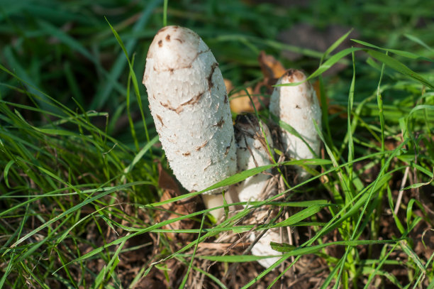 coprinus