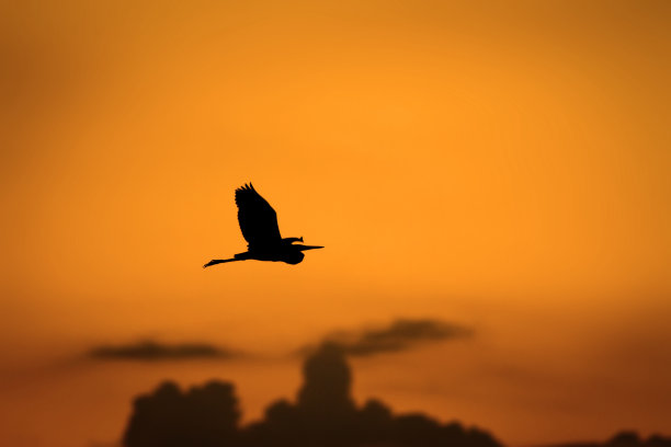 夕阳下的白鹭