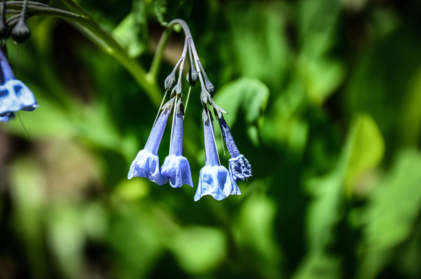 hyacinthoides