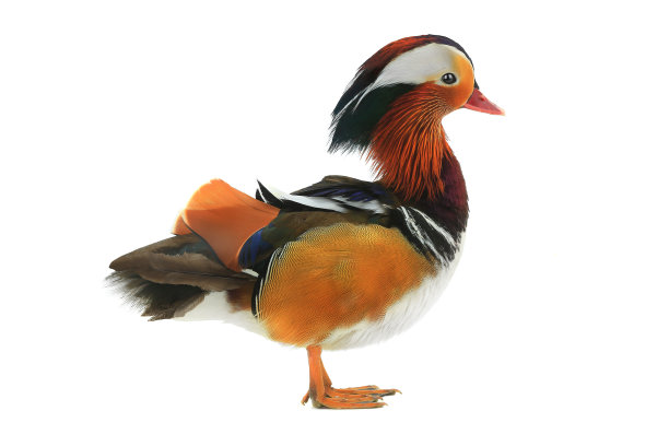 fauna