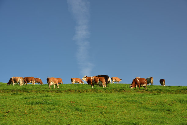 夏季牧场草场牛群