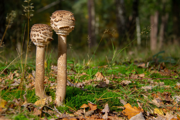 toadstool