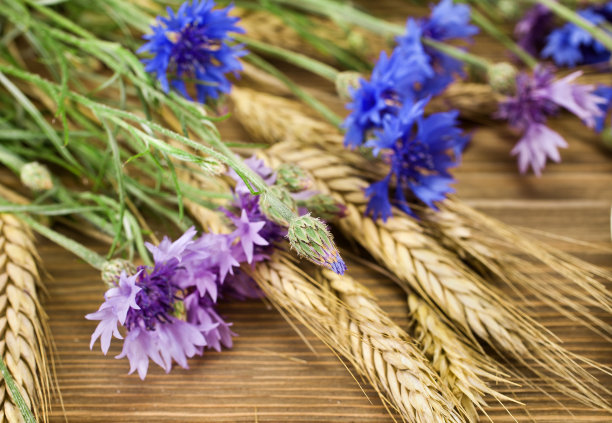 小麦发芽了