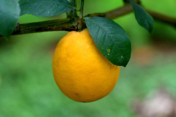 芸香科柑橘属植物果实