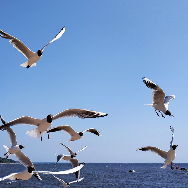 一群海鸥海鸟
