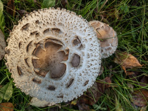 草地上的蘑菇