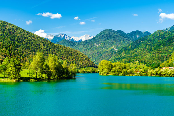 高山脉树林