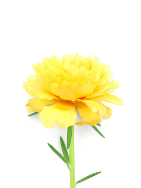 黄色 花朵 太阳花