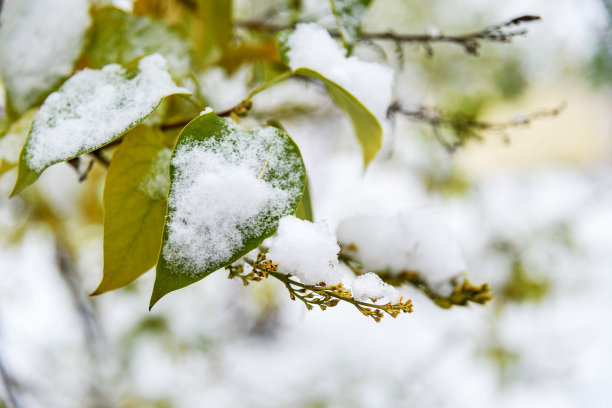 秋分霜降小雪冬大寒