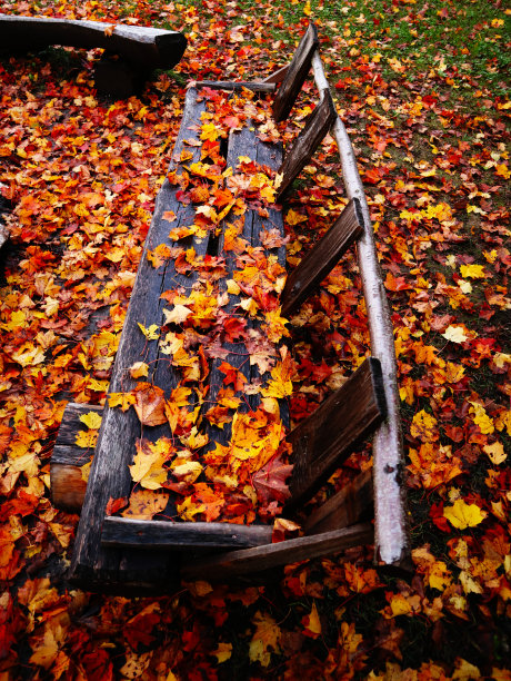 落叶与长凳