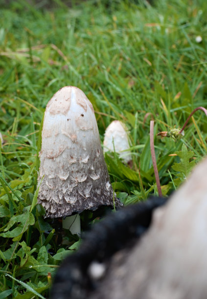 coprinus