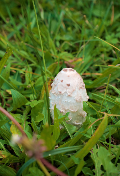 coprinus