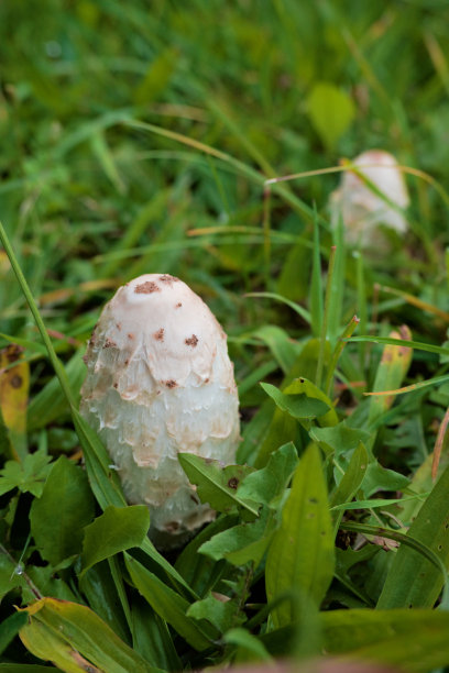 coprinus