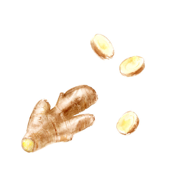 生姜,生物学,饮料