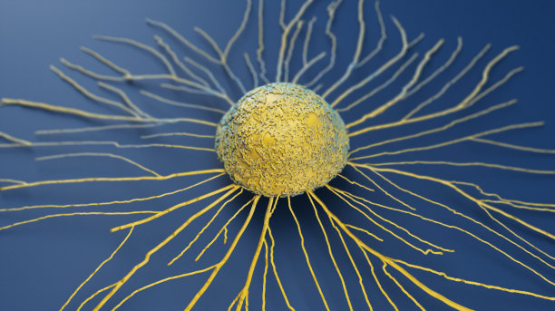 cd4