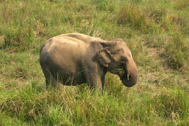 chitwan