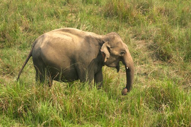 chitwan