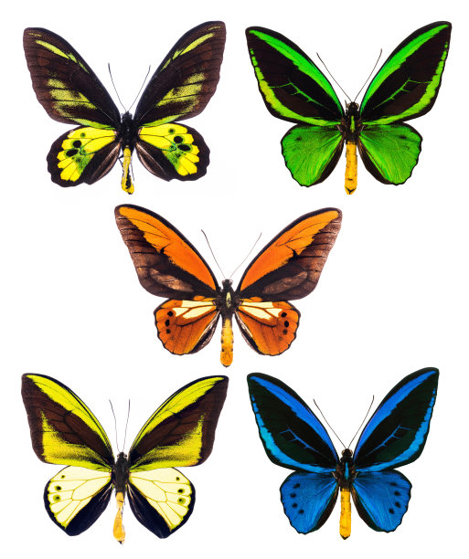ornithoptera
