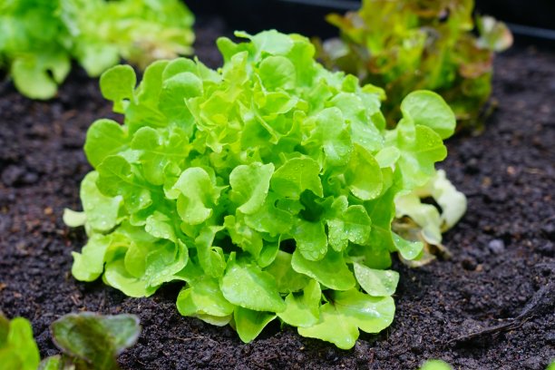 lactuca