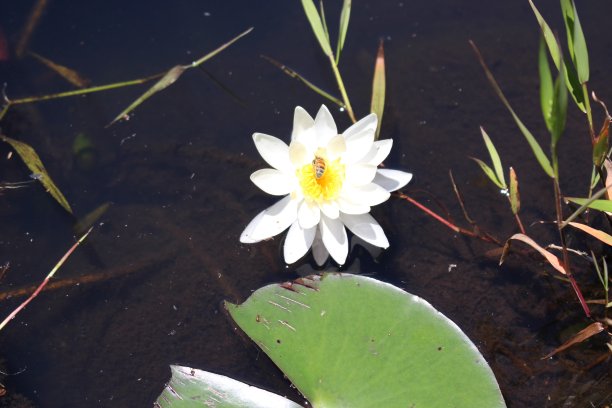 春夏秋冬水墨画