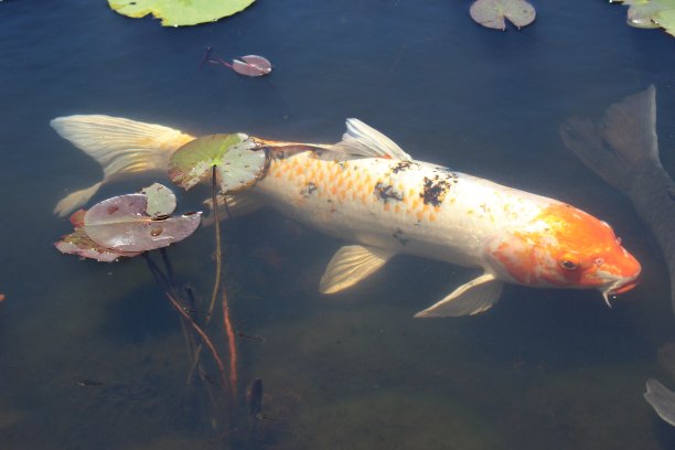 春夏秋冬水墨画