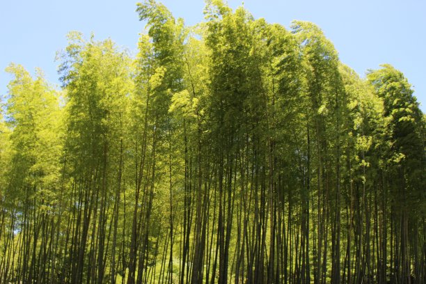 春夏秋冬水墨画