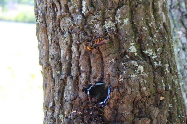 春夏秋冬水墨画