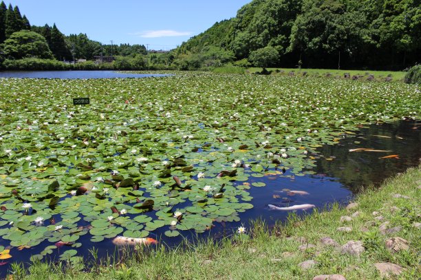 春夏秋冬水墨画