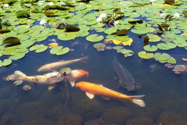 春夏秋冬水墨画