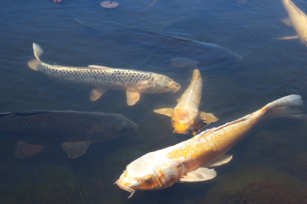 春夏秋冬水墨画