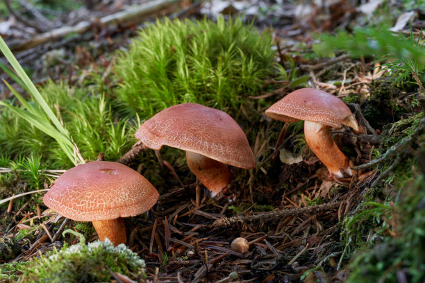 cortinarius