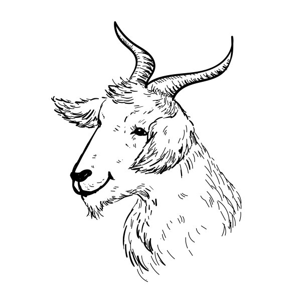 sheep