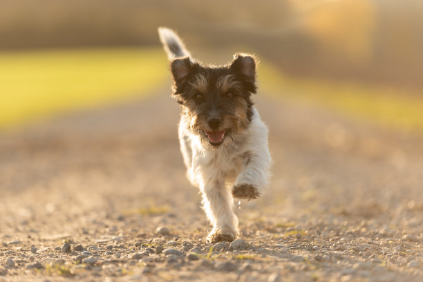 活力步调欢快向前跑