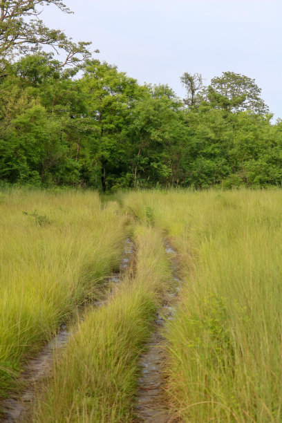 chitwan