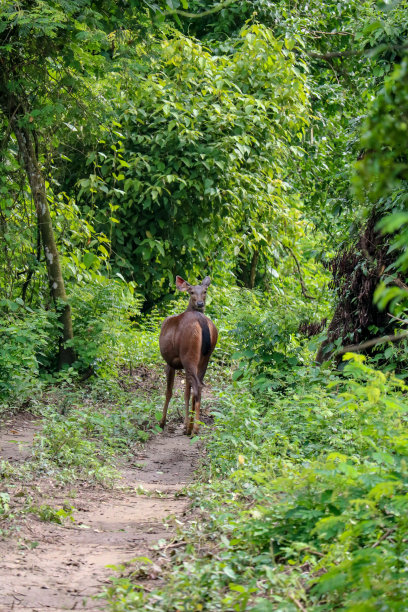 chitwan
