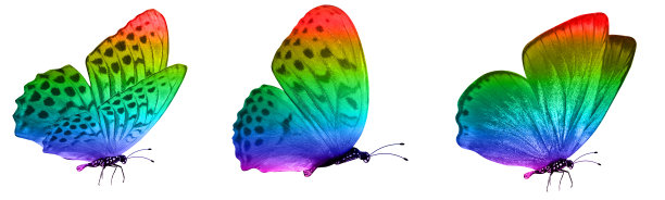 morpho