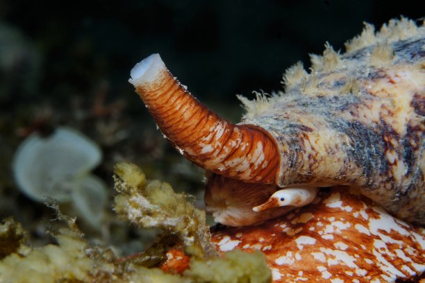 mollusk