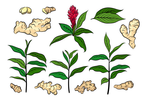 ginger