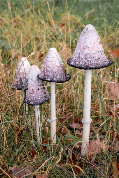 coprinus