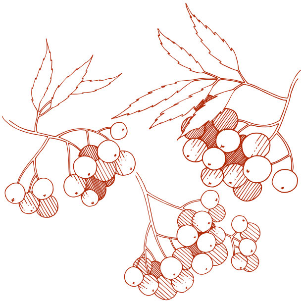 花楸浆果,叶子,植物学