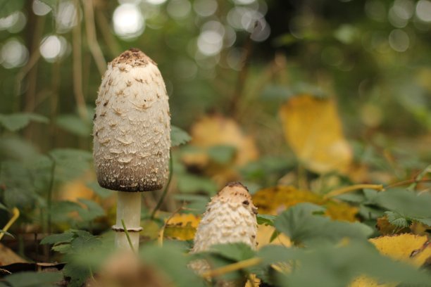 coprinus