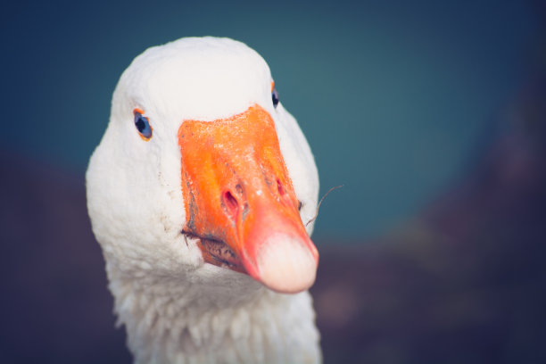 goose
